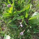 Arisarum vulgare fruit picture by Mileine OLLIVIER (cc-by-sa)