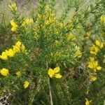 Ulex europaeus habit picture by Krzysztof Golucki (cc-by-sa)