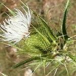 Cirsium ferox flower picture by Françoise Bircher (cc-by-sa)