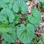 Viola pubescens leaf picture by Jeff Smith (cc-by-sa)