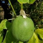 Passiflora incarnata fruit picture by ALBERT GRIGGS (cc-by-sa)