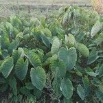 Colocasia esculenta habit picture by Pina Hidalgo Adrián Pina Hidalgo (cc-by-sa)