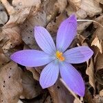 Crocus neapolitanus flower picture by Roberto d’Amore (cc-by-sa)