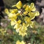 Brassica montana flower picture by Aurore GRANGIER (cc-by-sa)