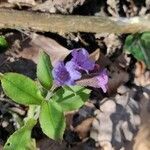 Pulmonaria obscura leaf picture by Jacqueline Ferra (cc-by-sa)