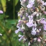 Nepeta latifolia flower picture by mike (cc-by-sa)