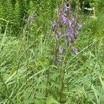 Campanula rapunculoides habit picture by Jacques Zuber (cc-by-sa)