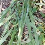 Tradescantia ohiensis leaf picture by Cameron Waibel (cc-by-sa)