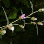 Lepidaploa salzmannii flower picture by Nelson Zamora Villalobos (cc-by-nc)