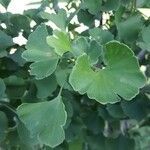 Ginkgo biloba leaf picture by Lynn Lynn Day (cc-by-sa)