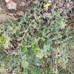 Galium maritimum habit picture by Francois Mansour (cc-by-sa)