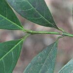 Faramea occidentalis leaf picture by Nelson Zamora Villalobos (cc-by-nc)