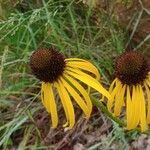 Echinacea paradoxa flower picture by Nuhuh Nope (cc-by-sa)