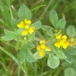 Medicago minima flower picture by Manuel Barón (cc-by-sa)