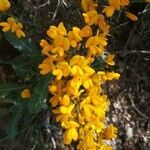 Genista scorpius flower picture by Carlos Junior (cc-by-sa)