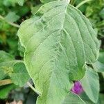 Amaranthus retroflexus leaf picture by Alexander Seeck (cc-by-sa)