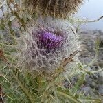 Cirsium nivale flower picture by Fabien Anthelme (cc-by-sa)