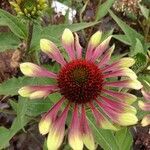 Echinacea purpurea flower picture by Denny Kunze (cc-by-sa)