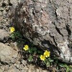 Geum reptans habit picture by Michele Togni (cc-by-sa)