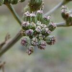 Seseli tortuosum fruit picture by Llandrich anna (cc-by-sa)