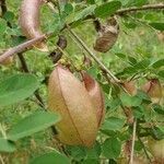 Colutea arborescens fruit picture by Re Bo (cc-by-sa)