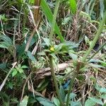 Synedrella nodiflora habit picture by Ikhsan Rakhmat Harahap (cc-by-sa)