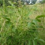 Juglans regia habit picture by Sonia GOURRU (cc-by-sa)