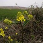 Brassica nigra flower picture by Arturo Adamuz (cc-by-sa)