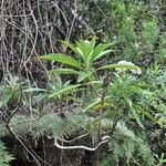 Psiadia laurifolia habit picture by P. Bonnet (cc-by-sa)