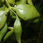 Phoradendron piperoides fruit picture by Nelson Zamora Villalobos (cc-by-nc)