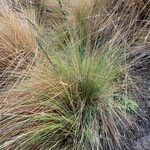 Festuca asplundii habit picture by Fabien Anthelme (cc-by-sa)