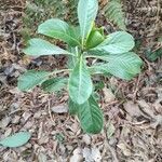 Antirhea borbonica leaf picture by Augustin Soulard (cc-by-sa)