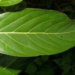 Nectandra hihua leaf picture by Nelson Zamora Villalobos (cc-by-nc)