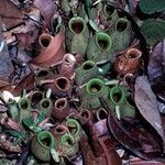 Nepenthes ampullaria leaf picture by Daniel Barthelemy (cc-by-nc)