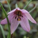 Lilium nanum flower picture by Alan Elliott (cc-by-sa)