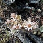 Sempervivum tectorum flower picture by The Raven Girl (cc-by-sa)