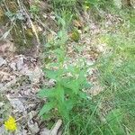 Hieracium sabaudum habit picture by Lamarque Patrice (cc-by-sa)