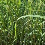 Hordeum vulgare habit picture by Cedric Lacrambe (cc-by-sa)