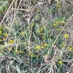 Medicago sativa habit picture by Roman Cyrul (cc-by-sa)