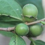 Diospyros acapulcensis fruit picture by Nelson Zamora Villalobos (cc-by-nc)