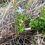 Anthericum ramosum flower picture by Anna Lemée (cc-by-sa)