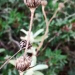 Phlomis purpurea fruit picture by Acosta García Isabel (cc-by-sa)