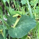 Aristolochia paucinervis leaf picture by Eduardo Ramos (cc-by-sa)