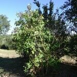 Syringa vulgaris habit picture by Alain Bigou (cc-by-sa)