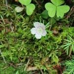 Oxalis montana leaf picture by Michael Clermont (cc-by-sa)