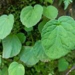 Begonia picta leaf picture by Suresh Kumar (cc-by-sa)