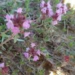 Thymus dolomiticus flower picture by jean bellamy (cc-by-sa)