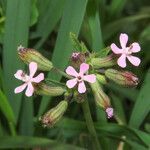 Silene fuscata flower picture by Emanuele Santarelli (cc-by-sa)