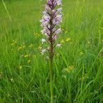 Orchis militaris flower picture by Kampf Robert (cc-by-sa)