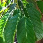 Calophyllum polyanthum leaf picture by Dieter Albrecht (cc-by-sa)